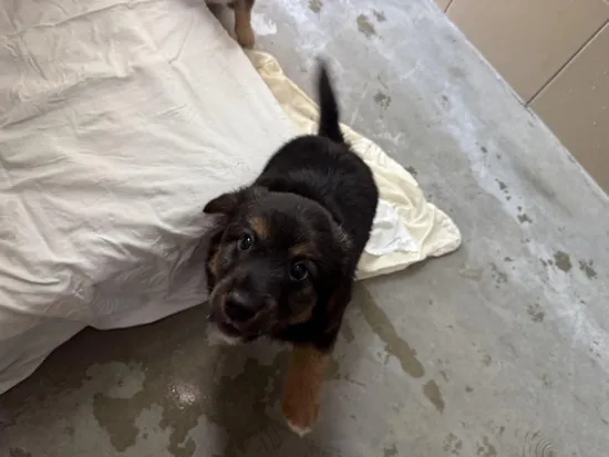 Pies do adopcji, Kraków, 2 października 2025