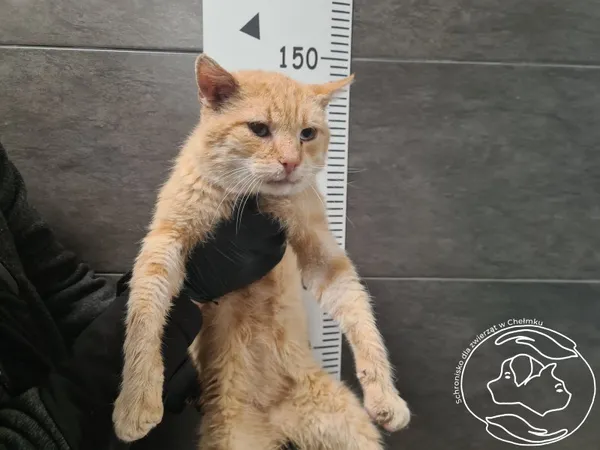 Znaleziono kota, Chełmek, 3 października 2025