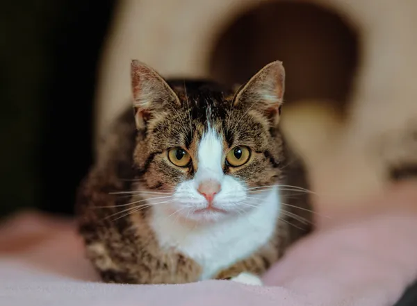 Oddam kota, Szłapy, 4 października 2025 (3/4)