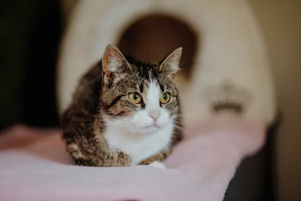 Oddam kota, Szłapy, 4 października 2025 (4/4)