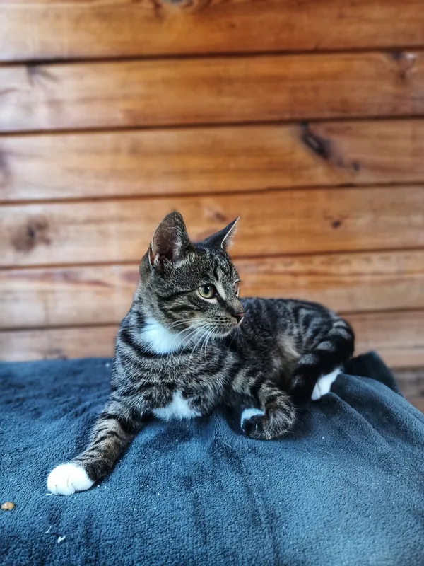 Oddam kota, Olsztyn, Podgrodzie, 4 października 2025 (2/3)