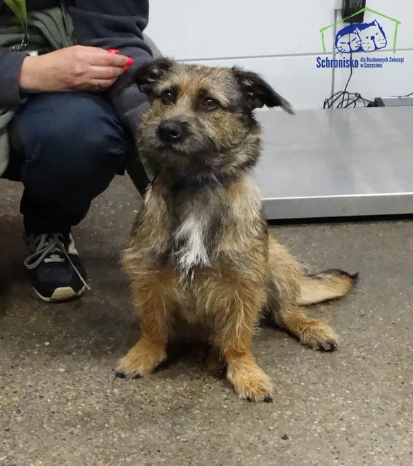 Znaleziono psa, Szczecin, 4 października 2025