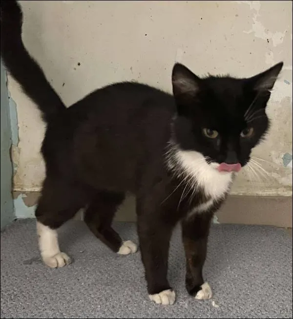 Znaleziono kota, Grudziądz, 4 października 2025