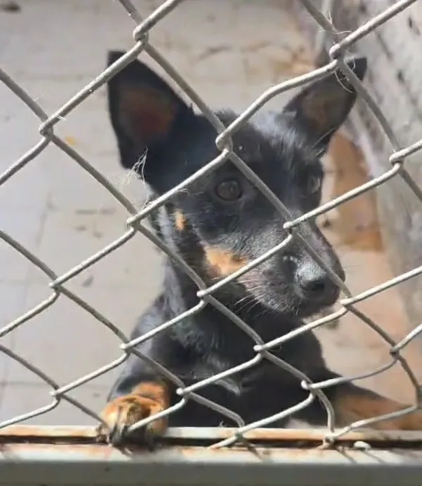 Pies do adopcji, Radom, 4 października 2025