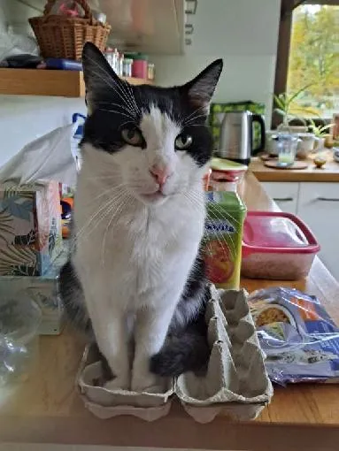 Zaginął kot, Łódź, Ruda Pabianicka, 5 października 2025 (3/3)