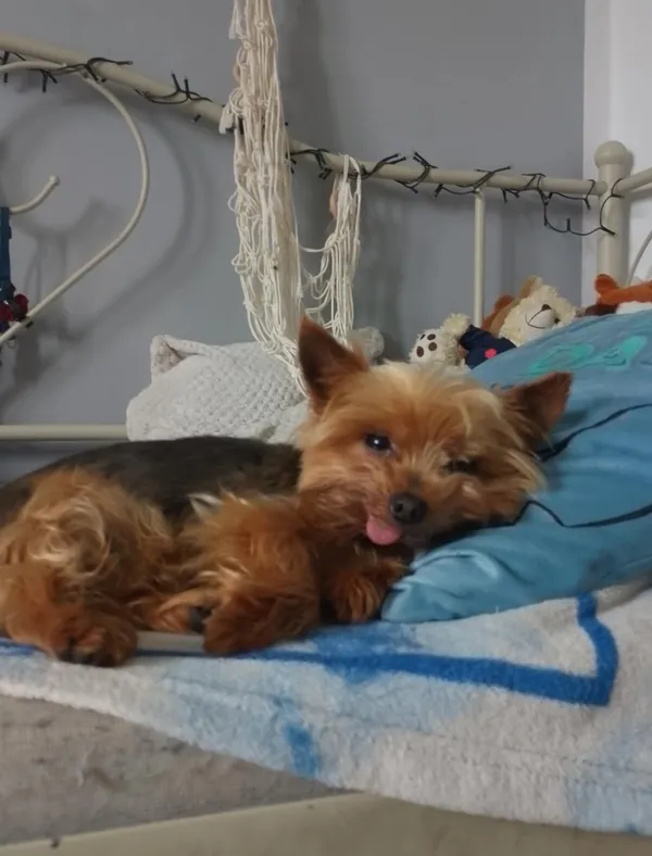 Zaginął pies, Nowy Dwór Królewski, 5 października 2025 (2/2)