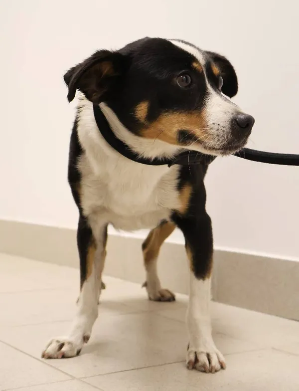 Znaleziono psa, Łódź, 5 października 2025 (3/3)