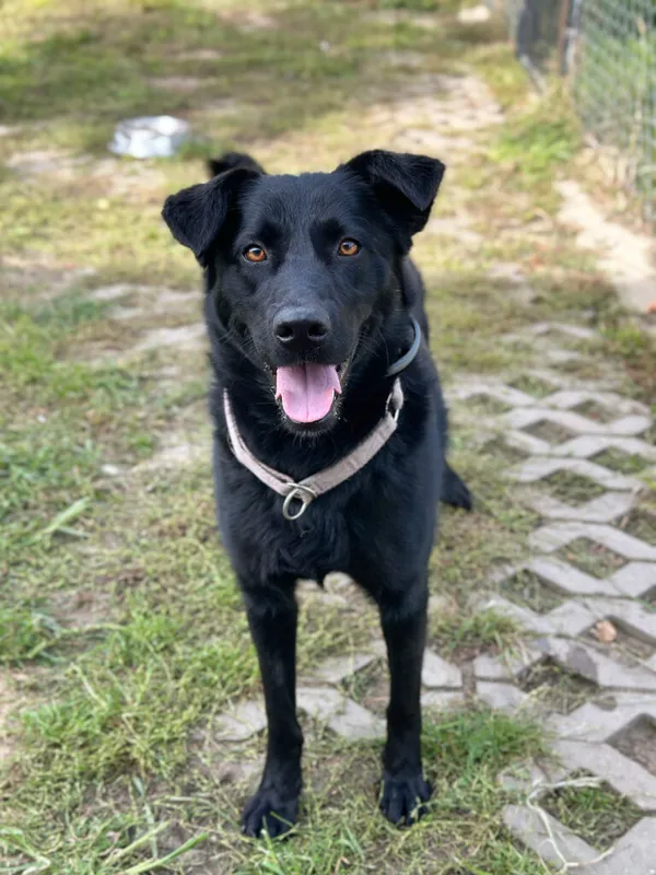 Pies do adopcji, Korabiewice, 5 października 2025 (1/5)