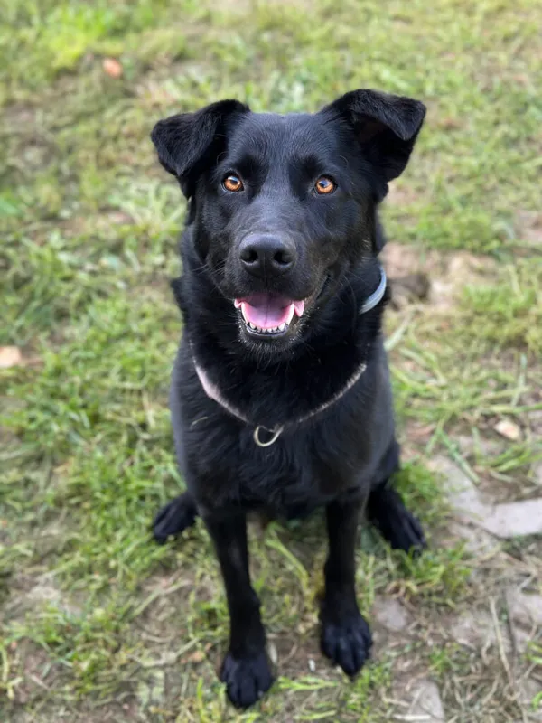 Pies do adopcji, Korabiewice, 5 października 2025 (3/5)