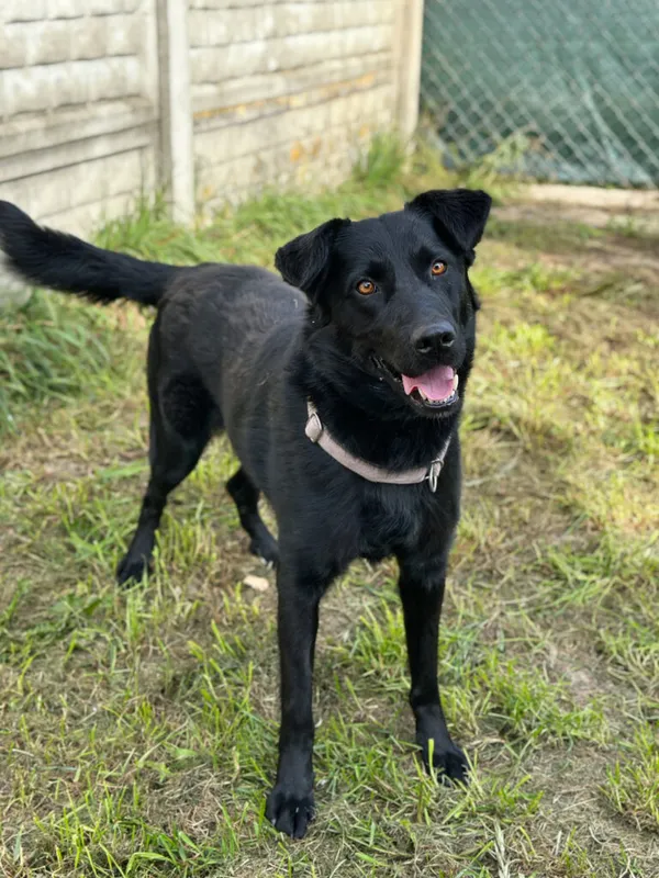 Pies do adopcji, Korabiewice, 5 października 2025 (4/5)