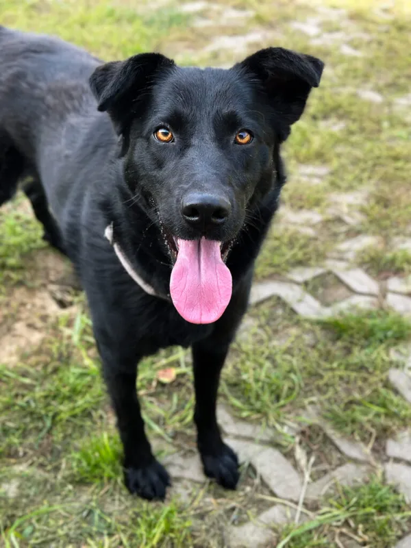 Pies do adopcji, Korabiewice, 5 października 2025 (5/5)