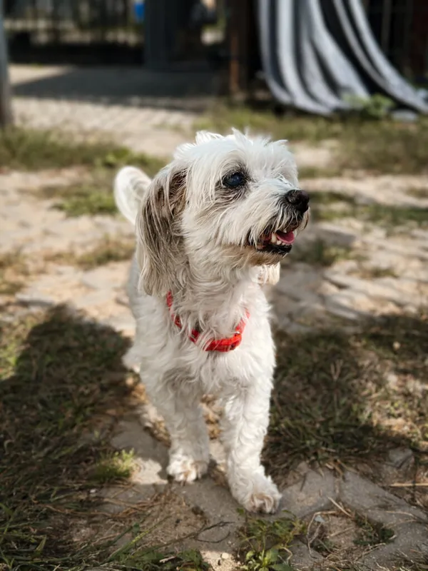 Pies do adopcji, Korabiewice, 5 października 2025 (2/5)