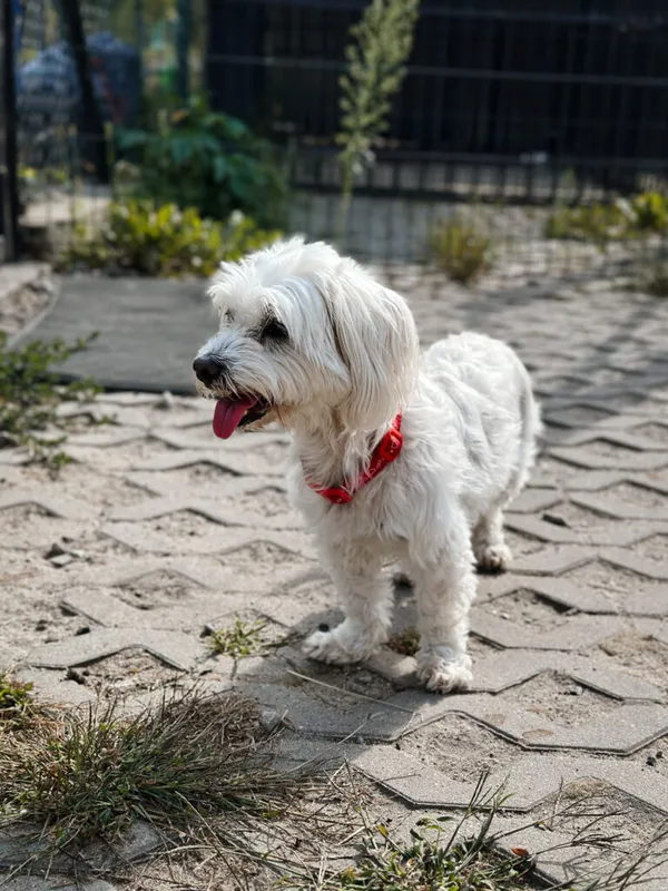 Pies do adopcji, Korabiewice, 5 października 2025 (4/5)