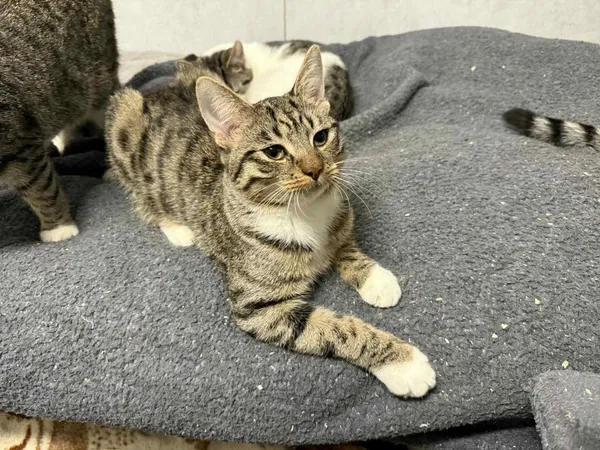 Znaleziono kota, Chojnice, 5 października 2025