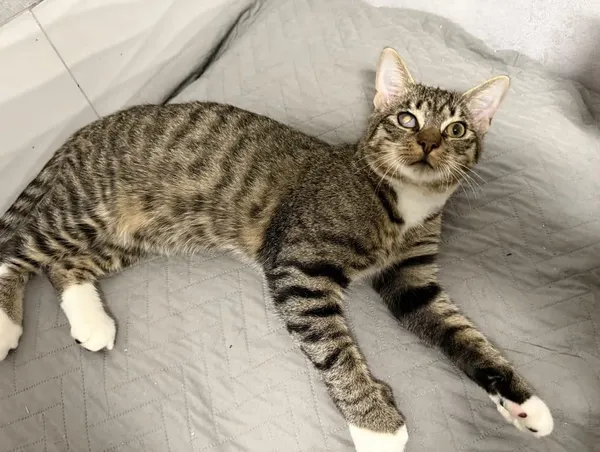 Znaleziono kota, Chojnice, 5 października 2025