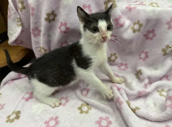 Znaleziono kota, Chojnice, 5 października 2025