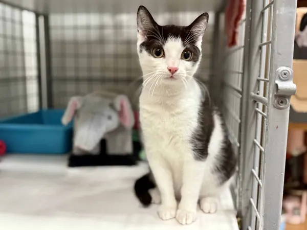 Znaleziono kota, Chojnice, 5 października 2025 (1/2)