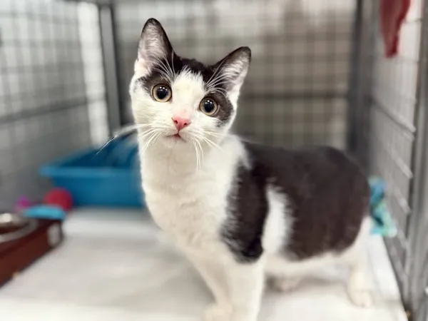 Znaleziono kota, Chojnice, 5 października 2025 (2/2)