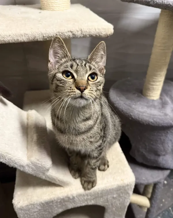 Znaleziono kota, Chojnice, 5 października 2025