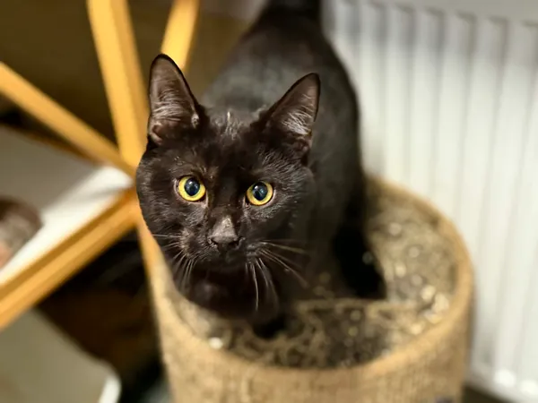 Znaleziono kota, Chojnice, 5 października 2025 (1/3)