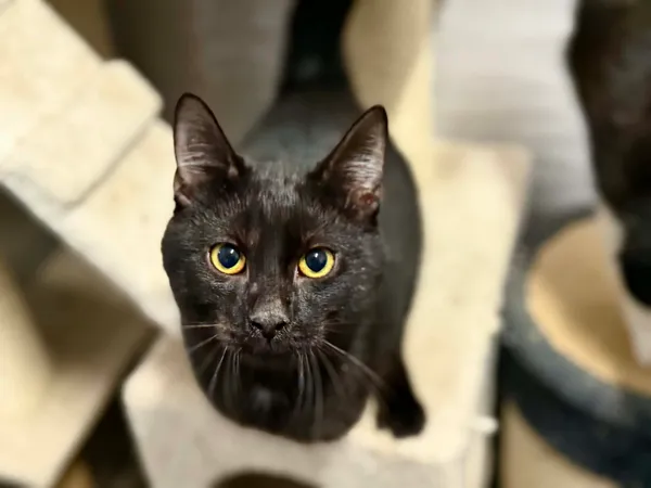 Znaleziono kota, Chojnice, 5 października 2025 (2/3)