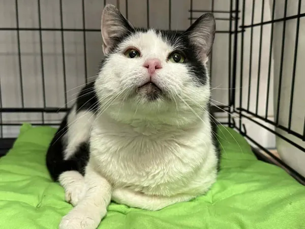 Znaleziono kota, Chojnice, 8 lipca 2025