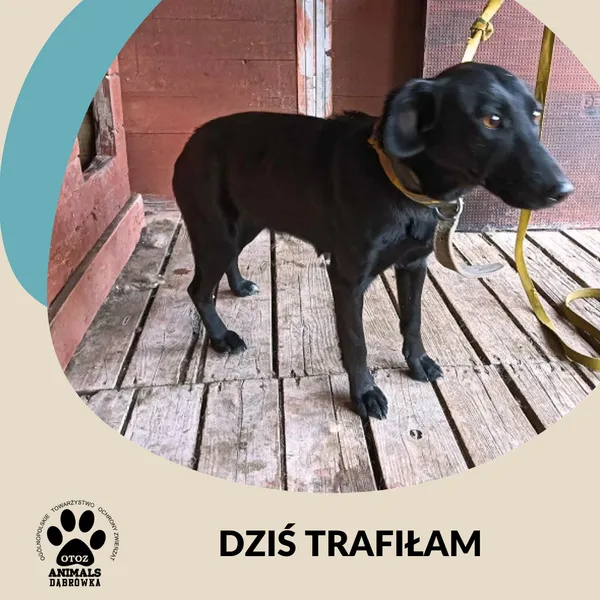 Znaleziono psa, Dąbrówka, 3 października 2025