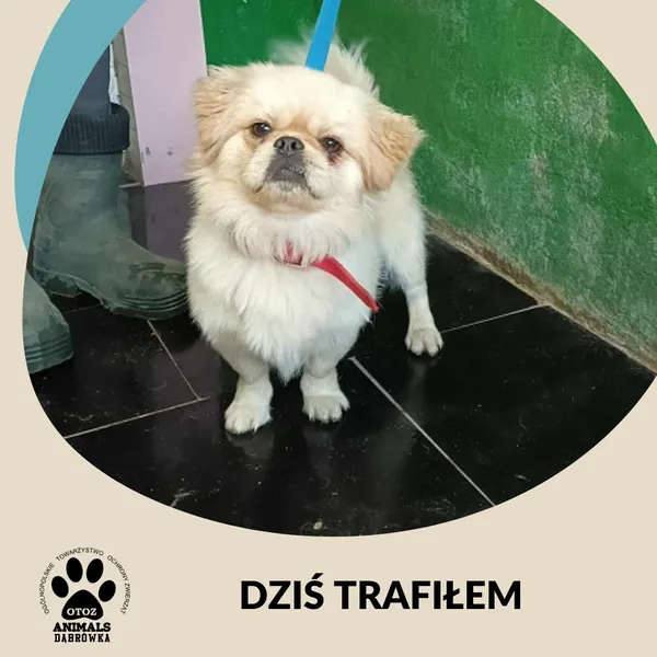 Znaleziono psa, Dąbrówka, 3 października 2025