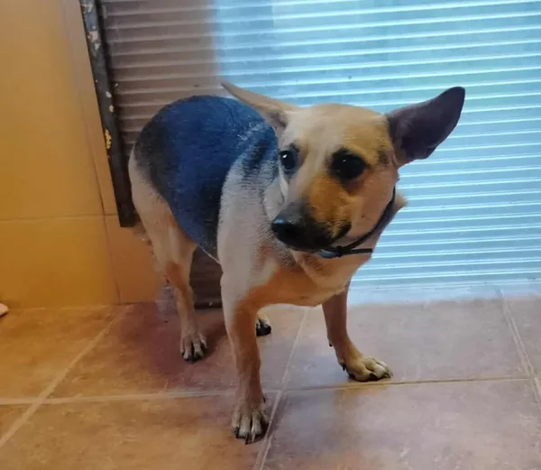 Znaleziono psa, Chojnice, 2 października 2025 (2/2)