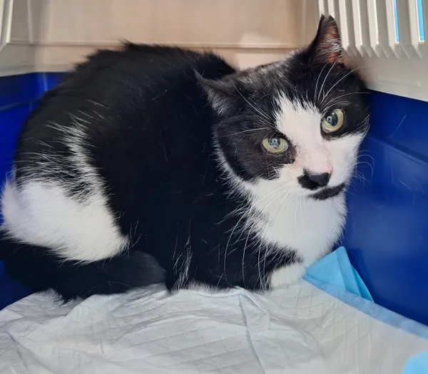 Znaleziono kota, Bydgoszcz, 26 września 2025