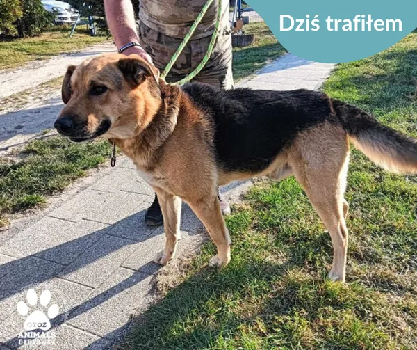 Znaleziono psa, Dąbrówka, 28 sierpnia 2024