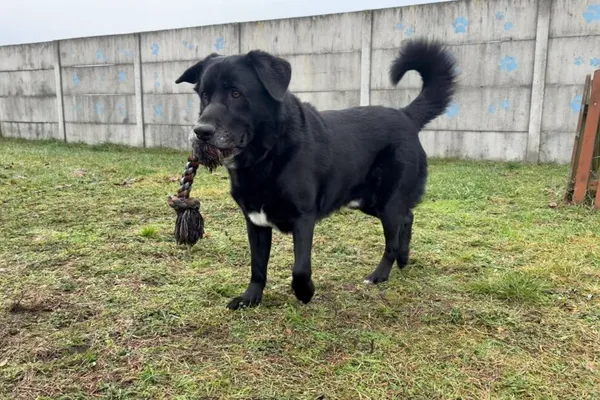 Znaleziono psa, Henrykowo, 21 września 2025 (1/4)