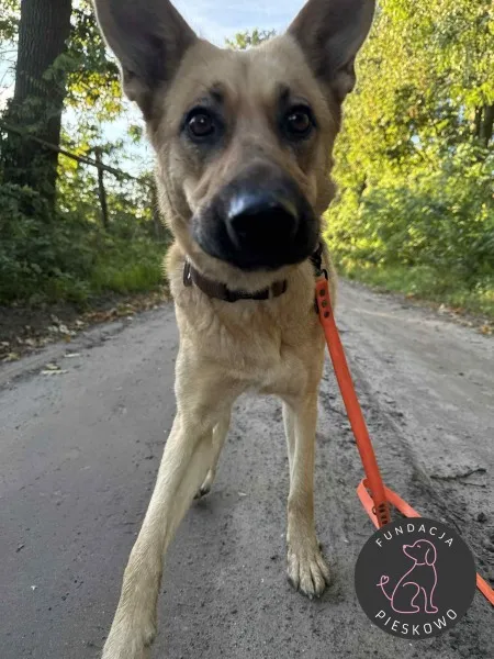 Pies do adopcji, Wolsztyn, 24 września 2025