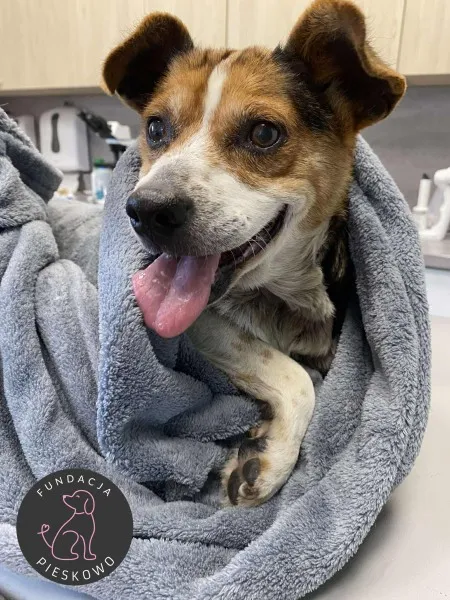 Pies do adopcji, Wolsztyn, 23 września 2025