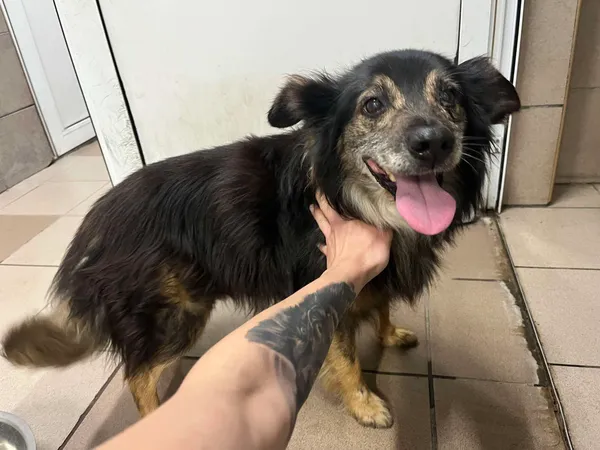 Znaleziono psa, Bydgoszcz, 19 września 2025