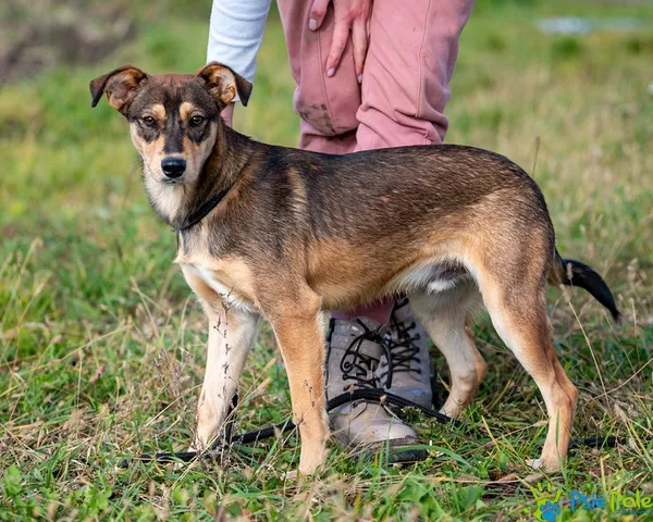 Pies do adopcji, Racławice, 3 października 2025 (1/5)