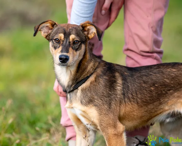 Pies do adopcji, Racławice, 3 października 2025 (2/5)