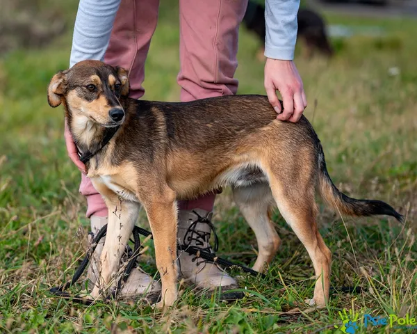Pies do adopcji, Racławice, 3 października 2025 (3/5)