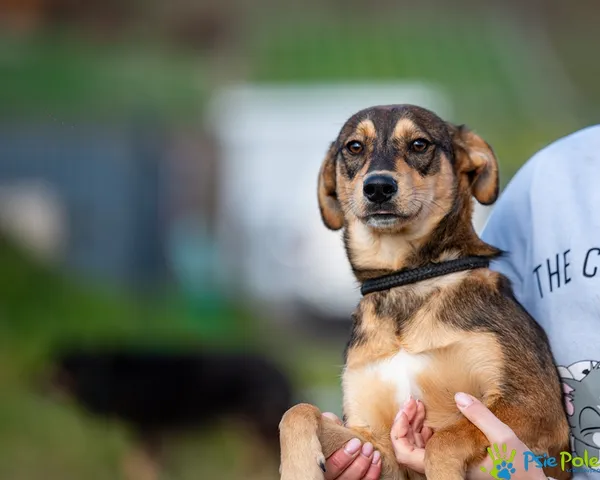 Pies do adopcji, Racławice, 3 października 2025 (4/5)