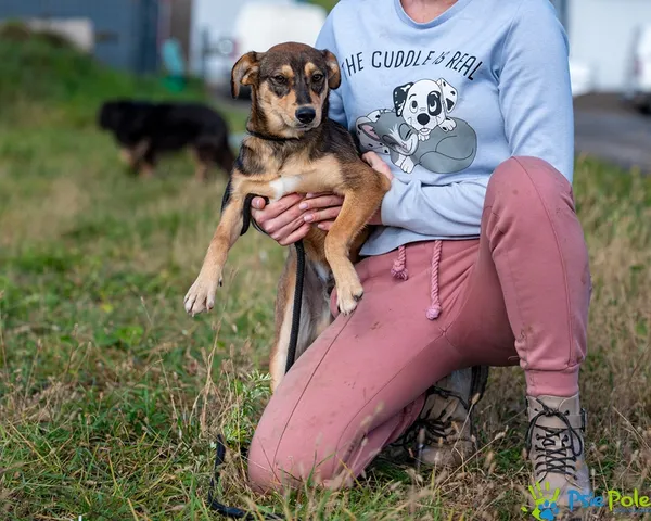 Pies do adopcji, Racławice, 3 października 2025 (5/5)