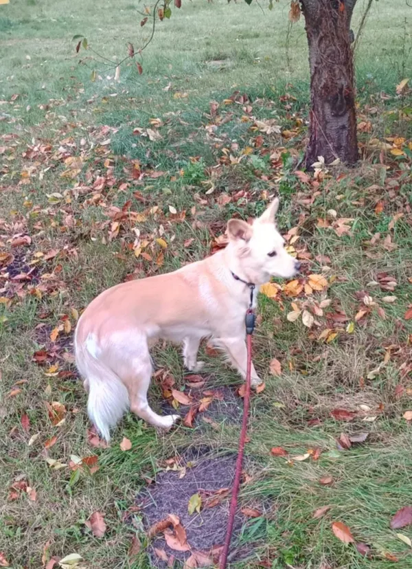 Pies do adopcji, Włocławek, 4 października 2025 (2/5)