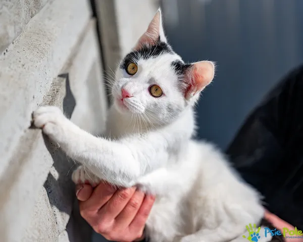 Kot do adopcji, Racławice, 6 października 2025 (1/5)