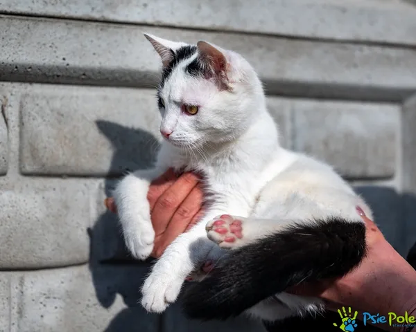 Kot do adopcji, Racławice, 6 października 2025 (2/5)