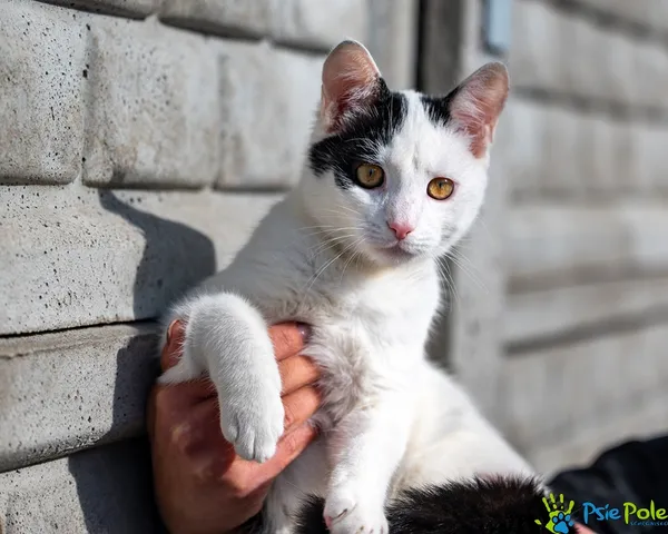 Kot do adopcji, Racławice, 6 października 2025 (4/5)