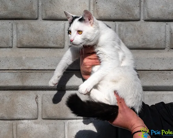 Kot do adopcji, Racławice, 6 października 2025 (5/5)