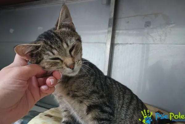 Kot do adopcji, Racławice, 4 października 2025 (5/5)