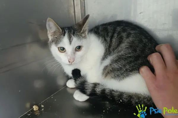 Kot do adopcji, Racławice, 3 października 2025 (1/3)