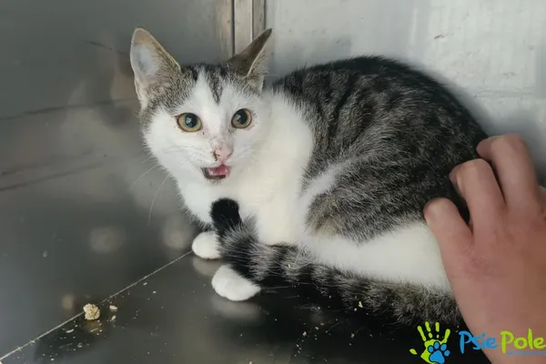 Kot do adopcji, Racławice, 3 października 2025 (2/3)