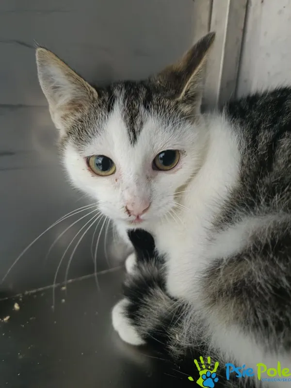 Kot do adopcji, Racławice, 3 października 2025 (3/3)