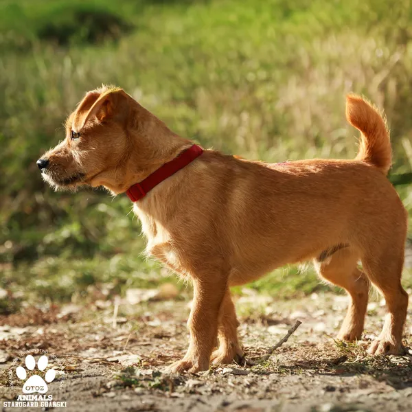 Pies do adopcji, Starogard Gdański, 6 października 2025 (4/4)